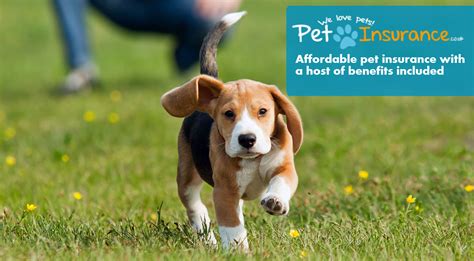 moneysupermarket pet insurance for dogs.